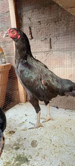 murgi with 3 chiks