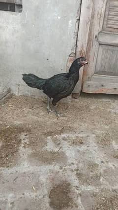 thai or pakistani pathiya ready to breed kurak murgiya b miljaygi