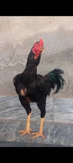 barmi karas