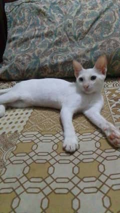 special eye cat