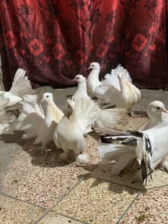 breeder Lakky kabutar and chicks for urgent sale