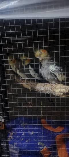 cocktaiel parrot with chicks