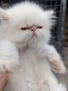 peke faced kittens