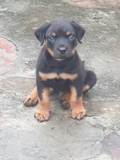Rottweiler