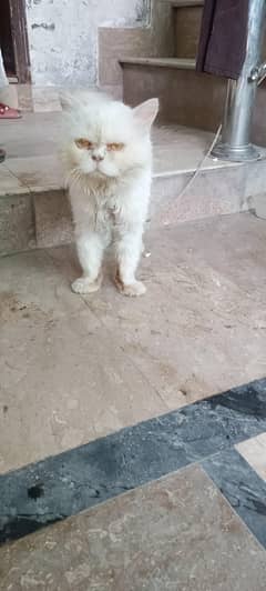 white Persian cat
