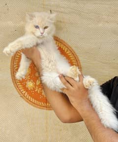 Female odd eyes breeder cat & adult male confirm stud