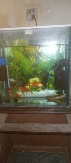 fish saler