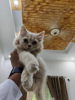 Persian