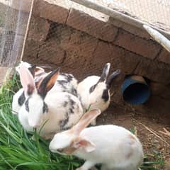Rabbit