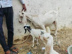 bakri 2 bacho ke sath Whatsapp 03121114358