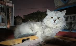 matting cat available
