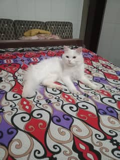 beautiful Persian cat