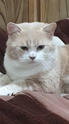 Persian and Munchkin cross
