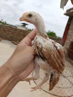 Aseel chicks