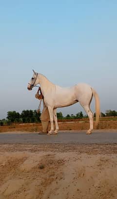 Brand Ghori Desi Morni Nasal Age 5 Year Highet 60 inch
