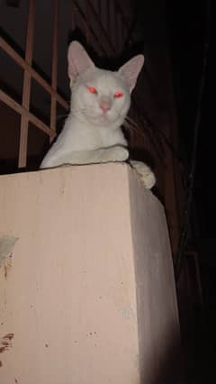 American cat