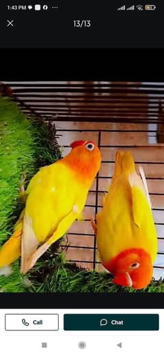 Latino parsnata