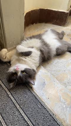 Rag doll male adult cat , special breed vaccinated