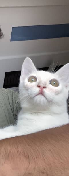 Kitten 5 months Persian breed