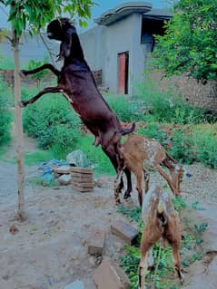 Goats