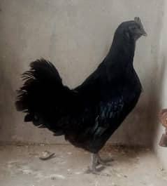 ayam cemani Gary tango breeder female 03004245714
