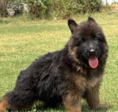 German Shepherd puppy for sale