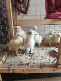 silkie chicks
