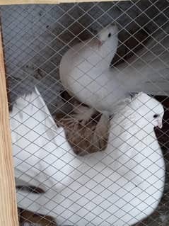 Black and Brown Sherazi and white Lakka 3 pair