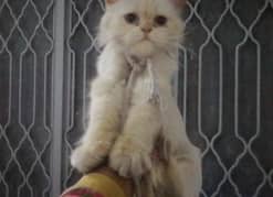 persian female cat for sale