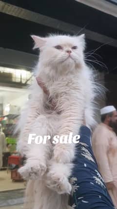 persian female cat for sale whatapp 03216406741