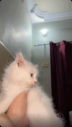 PERSIAN CAT ORIGINAL BREED