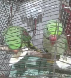 green