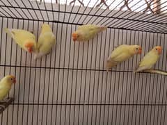 creamino pair=Rs 3000. breeder pairs . 3 pairs . contact 03330031118 .