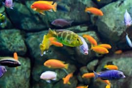chclid fish