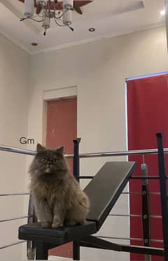Piki x punch face female cat for sale