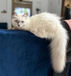 PERSIAN