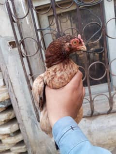 Aseel mianwali