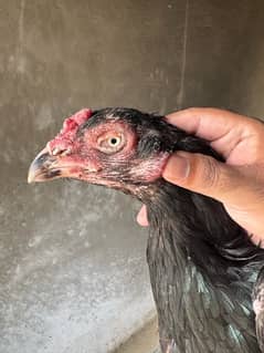 Mushki Madi For Urgent Sale. . 03331589451