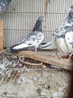 Teddy Pigeon & Neel dum for Sale