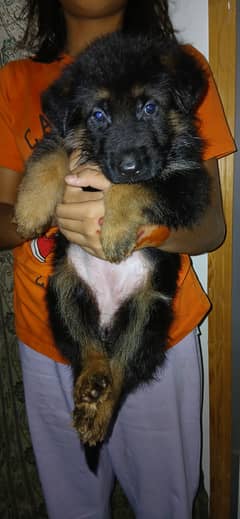 Top of the line Female German Shepherd for sale, long hair coat