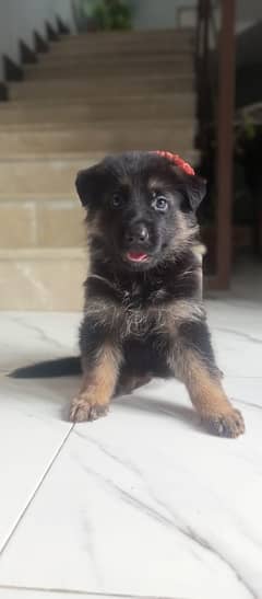 Top of the line Female German Shepherd for sale, long hair coat