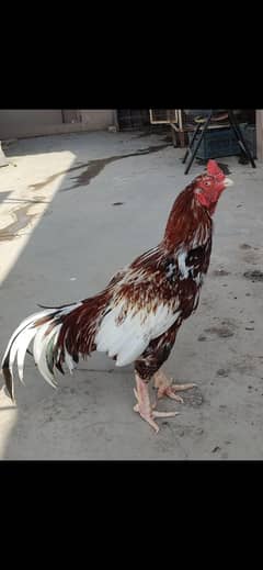 murga