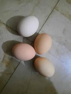 desi eggs
