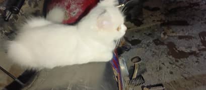 persian