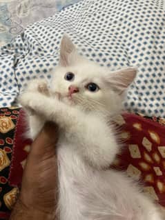 triple cotted Persian kittens/cats