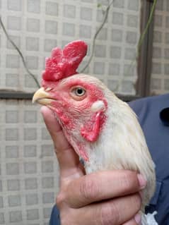 mashallah cross Indian parrot beak breedar for sale in taxila