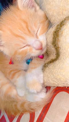 Persian Cat for sale