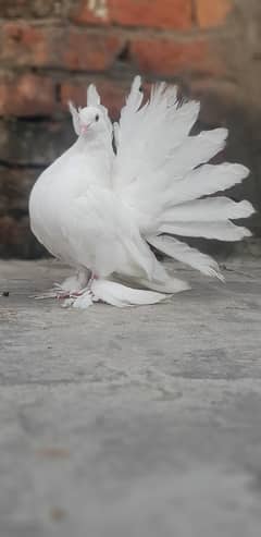 American faintail  Lakka (لکا)
