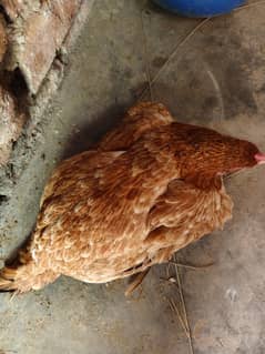 Kurak Aseel female