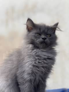 Persian kitten